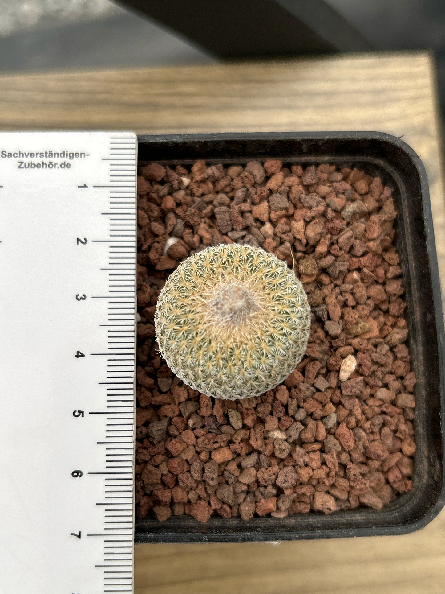 Epithelantha micromeris SB237