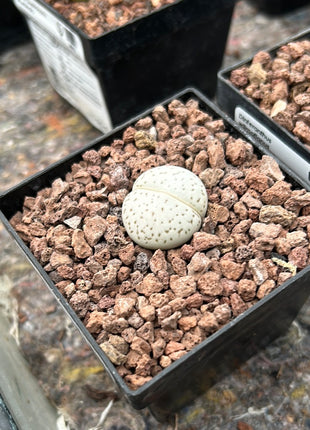 Dinteranthus wilmotianus