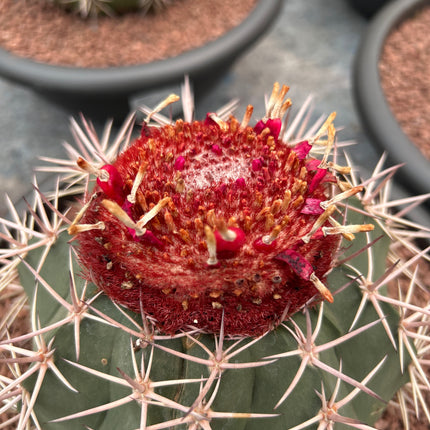 Melocactus rubrispinus