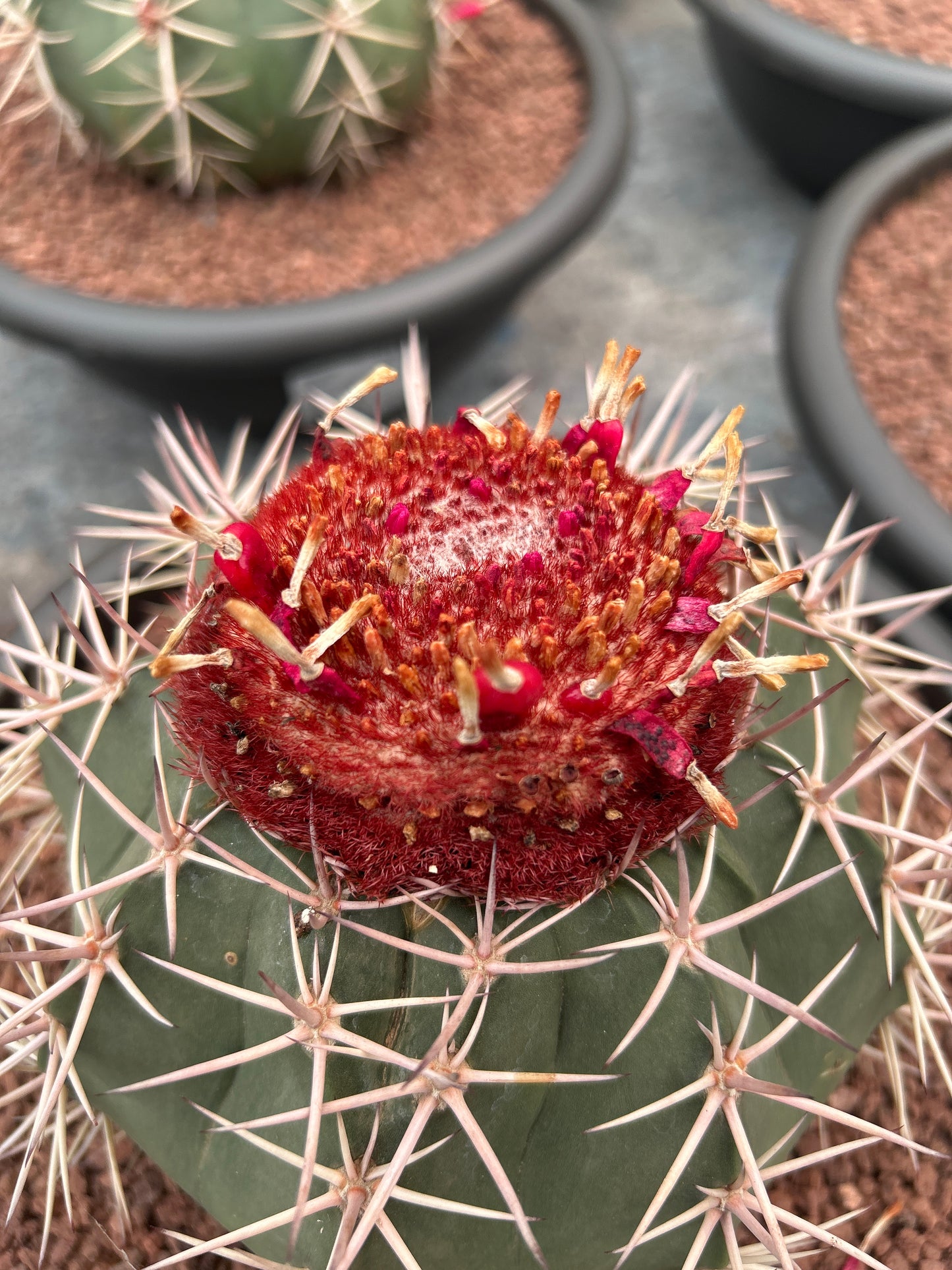 Melocactus rubrispinus