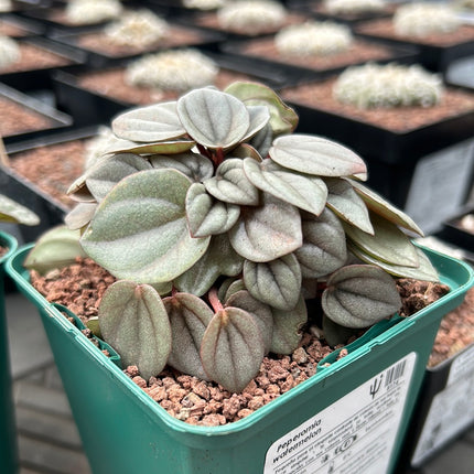 Peperomia watermelon