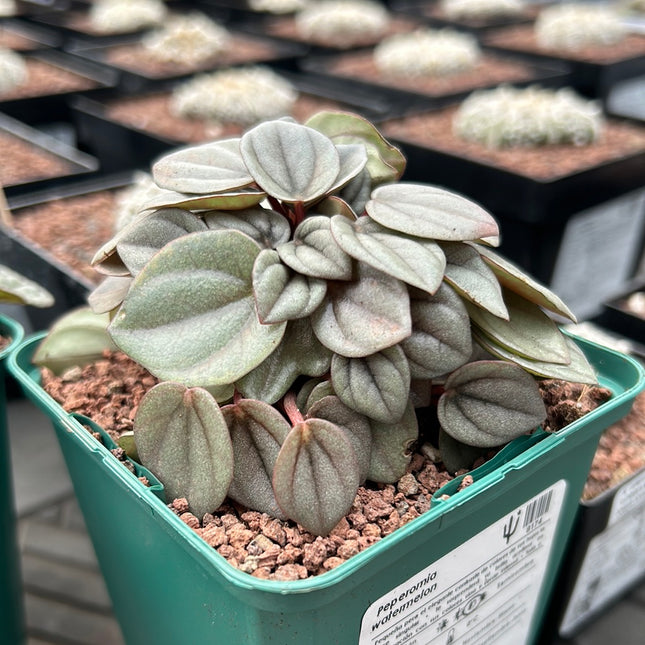 Peperomia watermelon