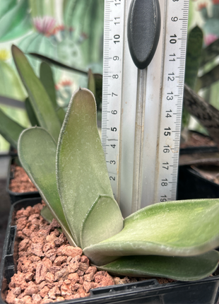 Gasteria bicolor 'Biriformis'