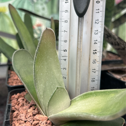 Gasteria bicolor ‘Biriformis’