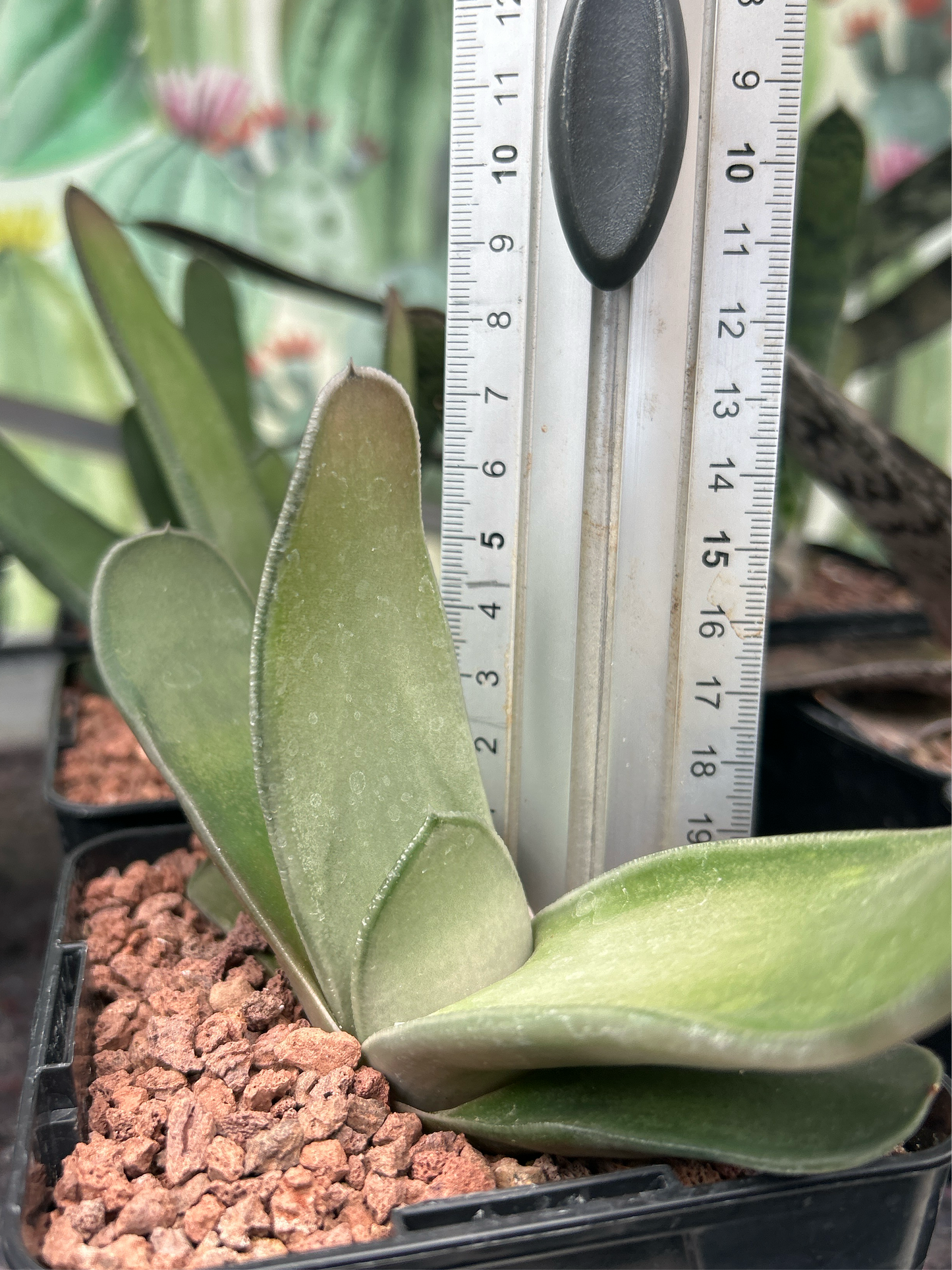 Zweifarbige Gasteria 'Biriformis'