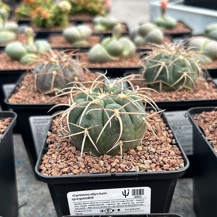 Gymnocalycium spegazzinii