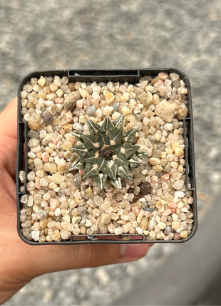 Ariocarpus kotschoubeyanus subs. sladkovskyi KMR11 Green River