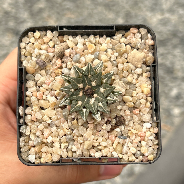 Ariocarpus kotschoubeyanus subs. sladkovskyi KMR11 Rio verde