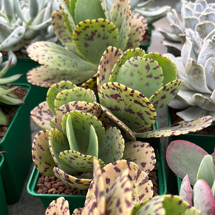 Kalanchoe marmorata