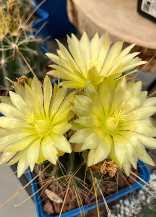 Hamatocactus hamatacanthus
