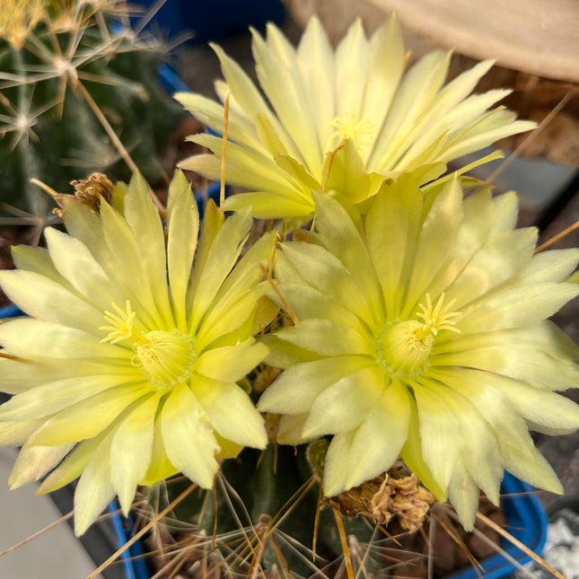 Hamatocactus hamatacanthus