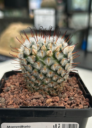Mammillaria perezdelarosae