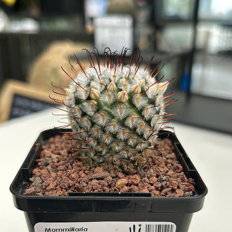 Mammillaria perezdelarosae