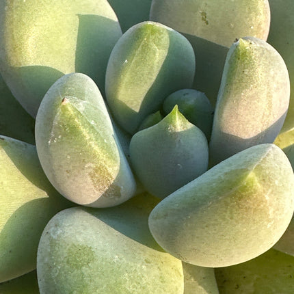 X Graptoveria 'Hogomoro' | La roseta de Olivas rosadas