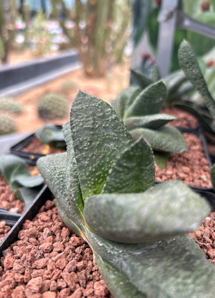Gasteria armstrongii ‘Green’