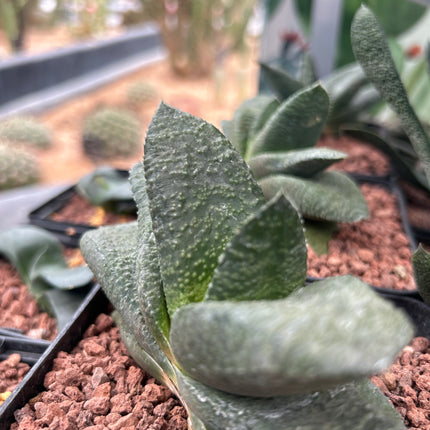 Gasteria armstrongii 'Grün'