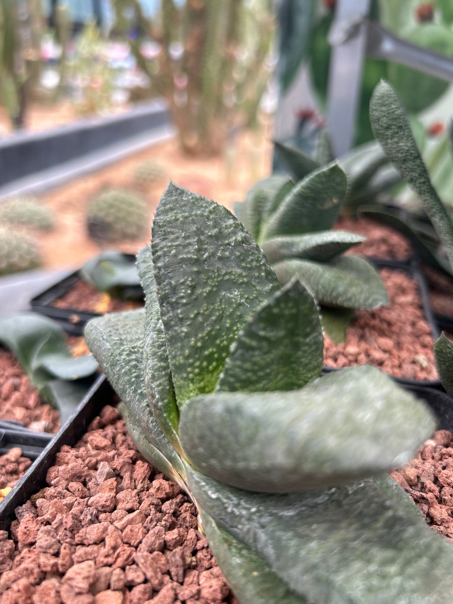 Gasteria armstrongii 'Green'