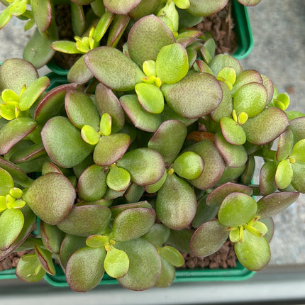 Crassula ovata
