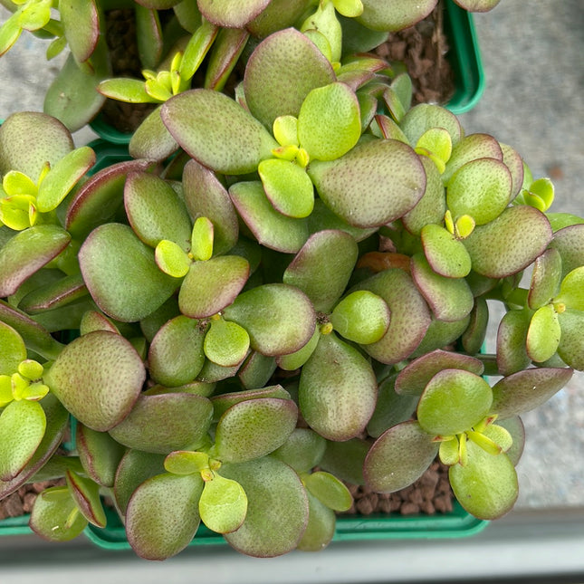 Crassula ovata