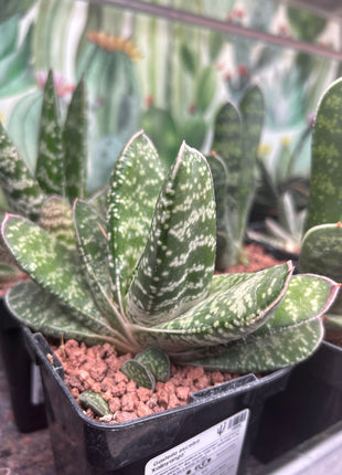 Gasteria excelsa 'Kalinyanga'
