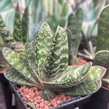 Gasteria excelsa 'Kalinyanga'