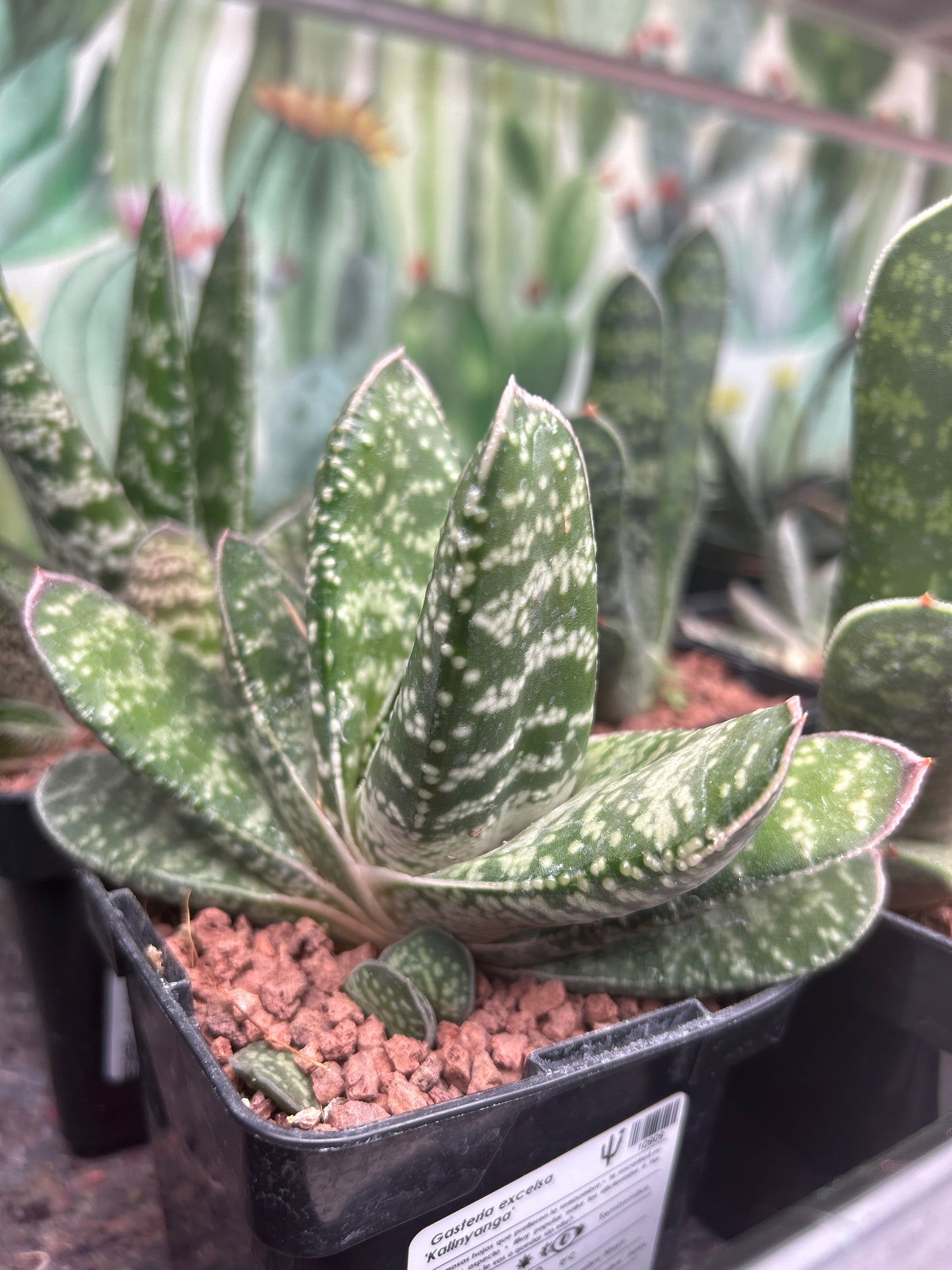 Gasteria excelsa ‘Kalinyanga’