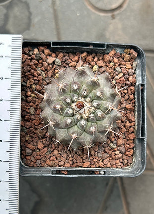 Neoporteria odieri