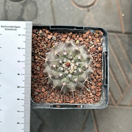 Neoporteria odieri