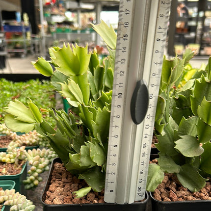 Schlumbergera truncata