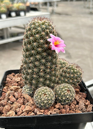 Mammillaria backebergiana