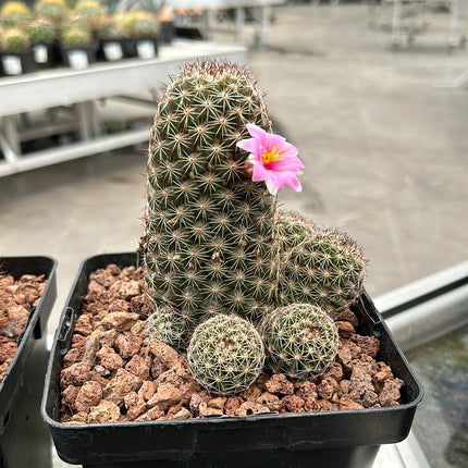 Mammillaria backebergiana sp. Ernstier
