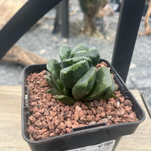 Haworthia 'Pale Pace'