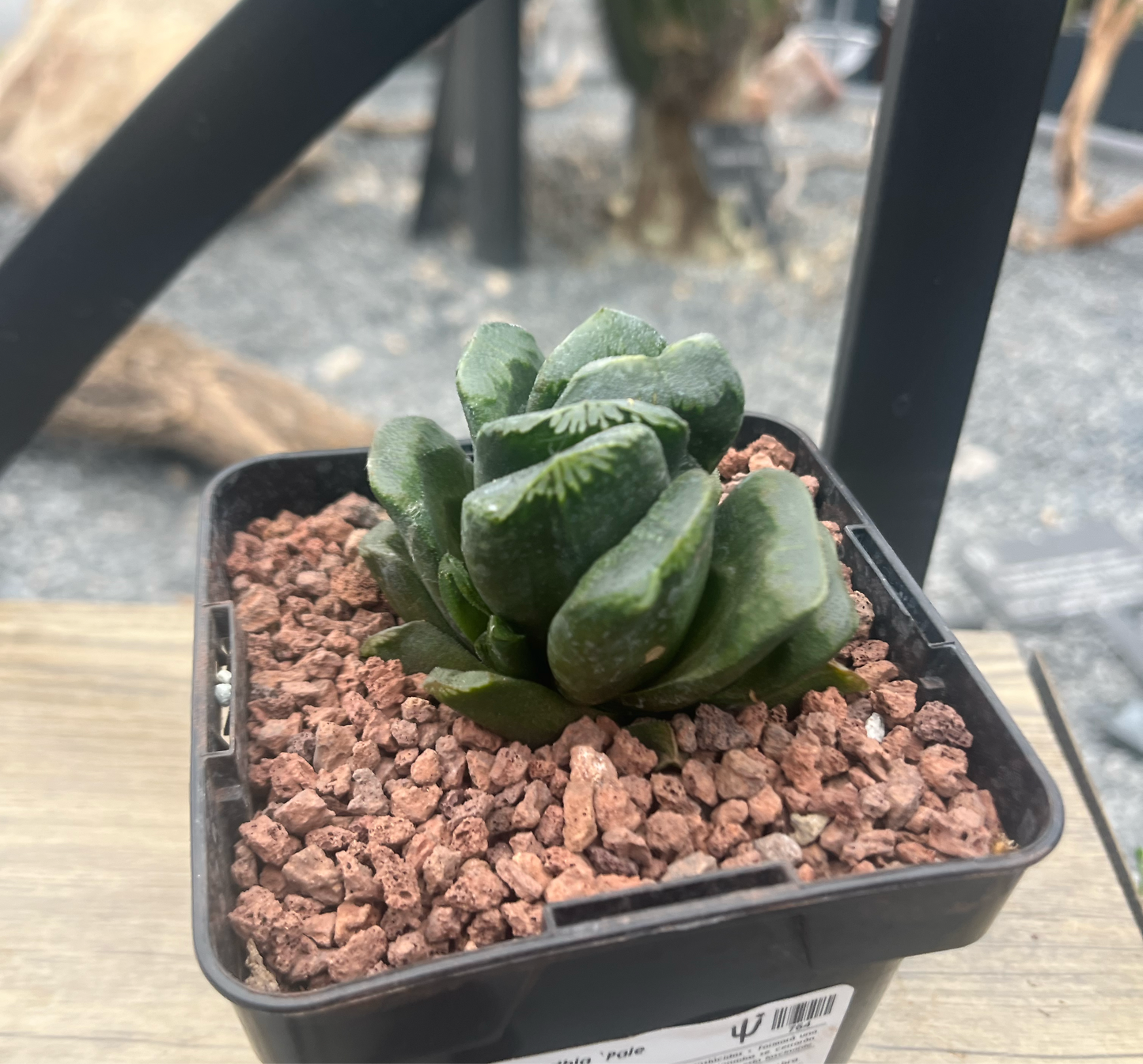 Haworthia ‘Pale Pace’