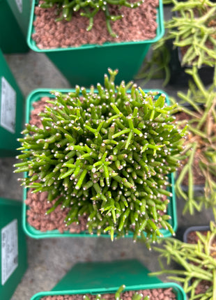 Rhipsalis hatiora