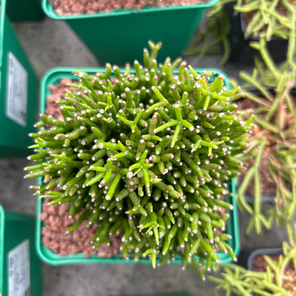 Rhipsalis hatiora