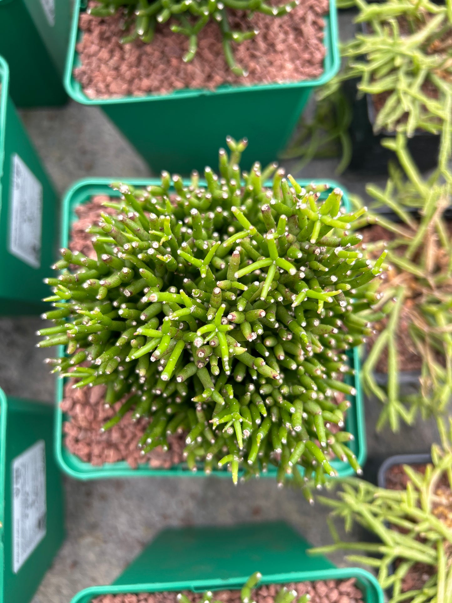 Rhipsalis hatiora