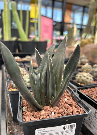 Gasteria 'Pseudonigricans' f. monstrous