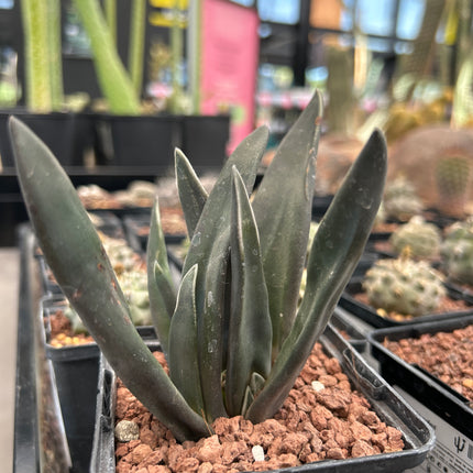 Gasteria 'Pseudonigricans' f. monströs