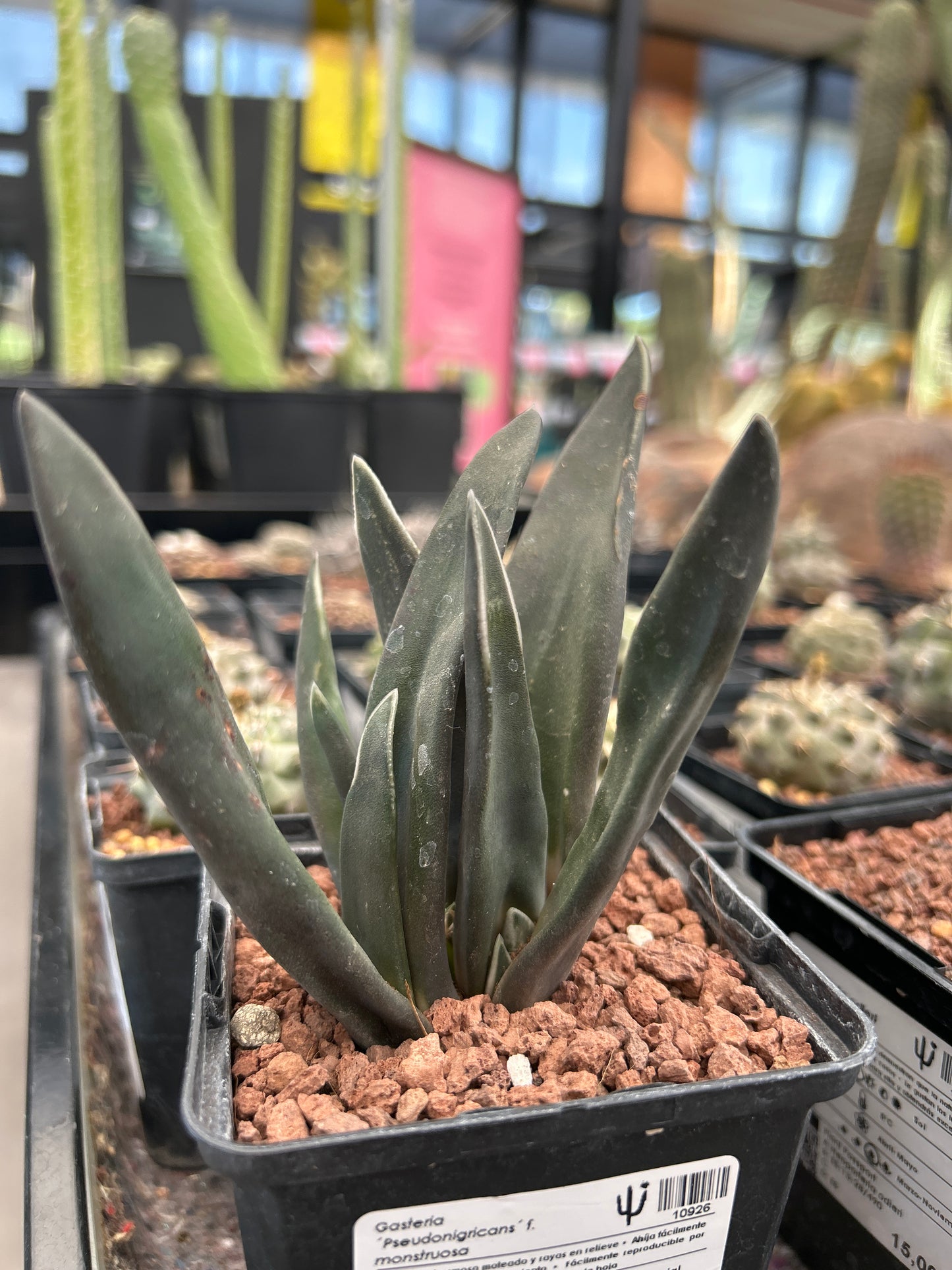 Gasteria 'Pseudonigricans' f. monstrous