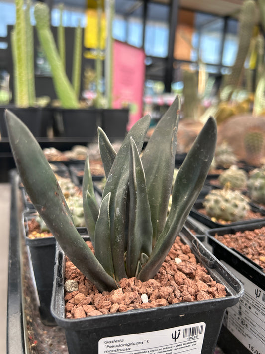 Gasteria ‘Pseudonigricans’ f. monstruosa