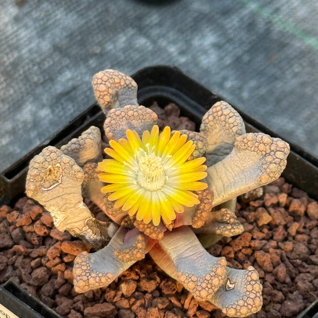 Titanopsis Hugo-schlechteri