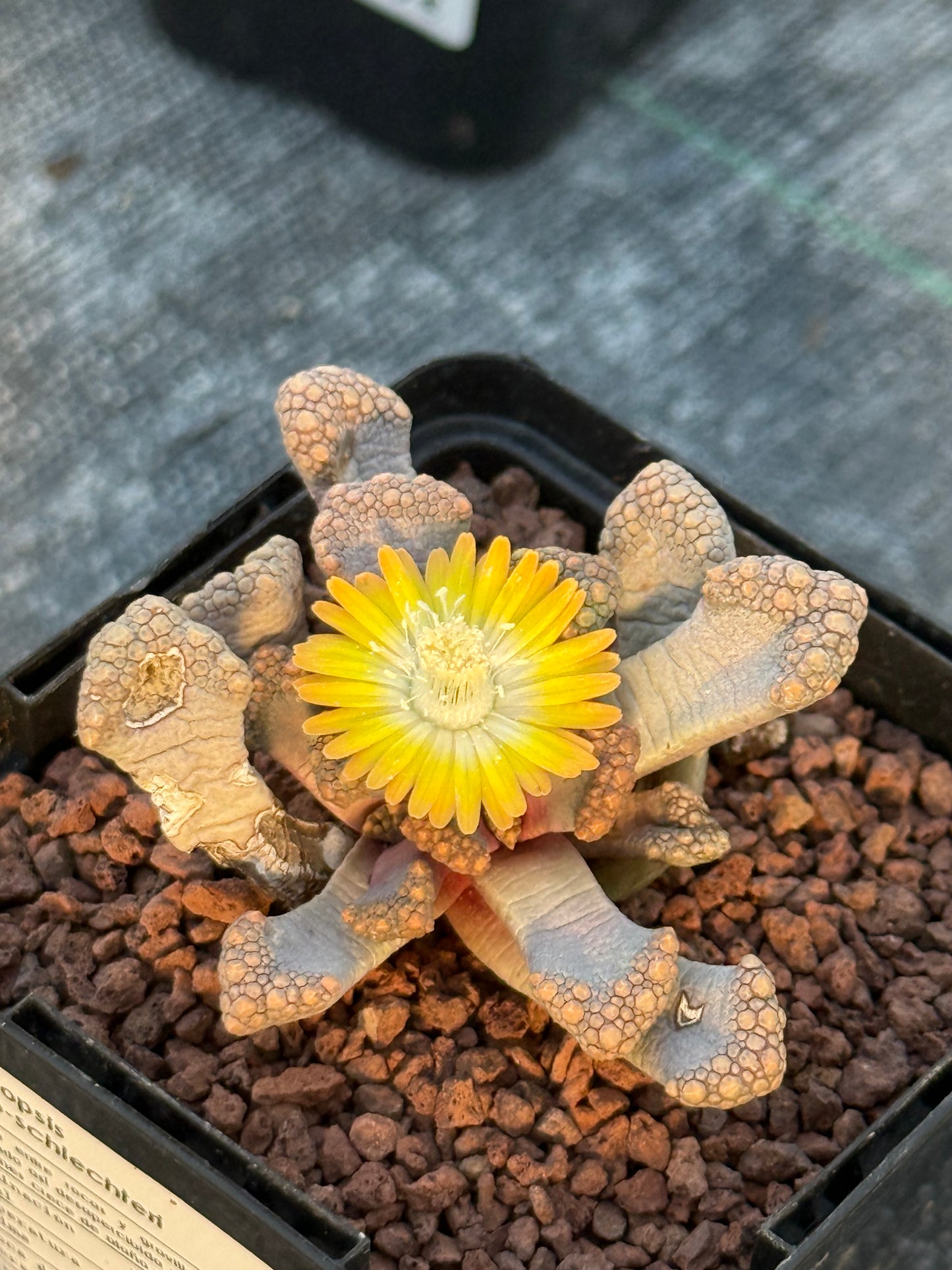 Titanopsis Hugo-schlechteri