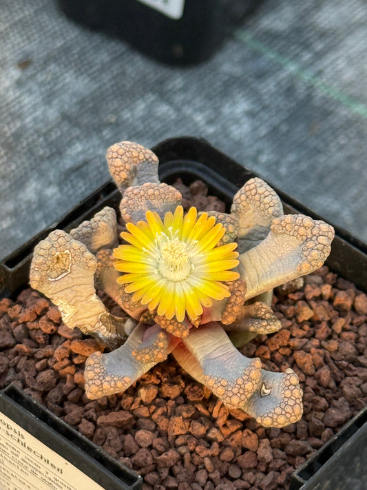 Titanopsis hugo-schlechteri