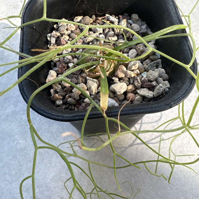 Bowiea volubilis | Cebolla araña