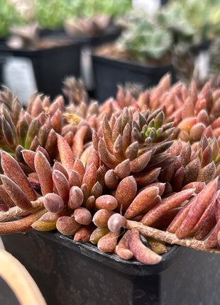 Sinocrassula yunnanensis