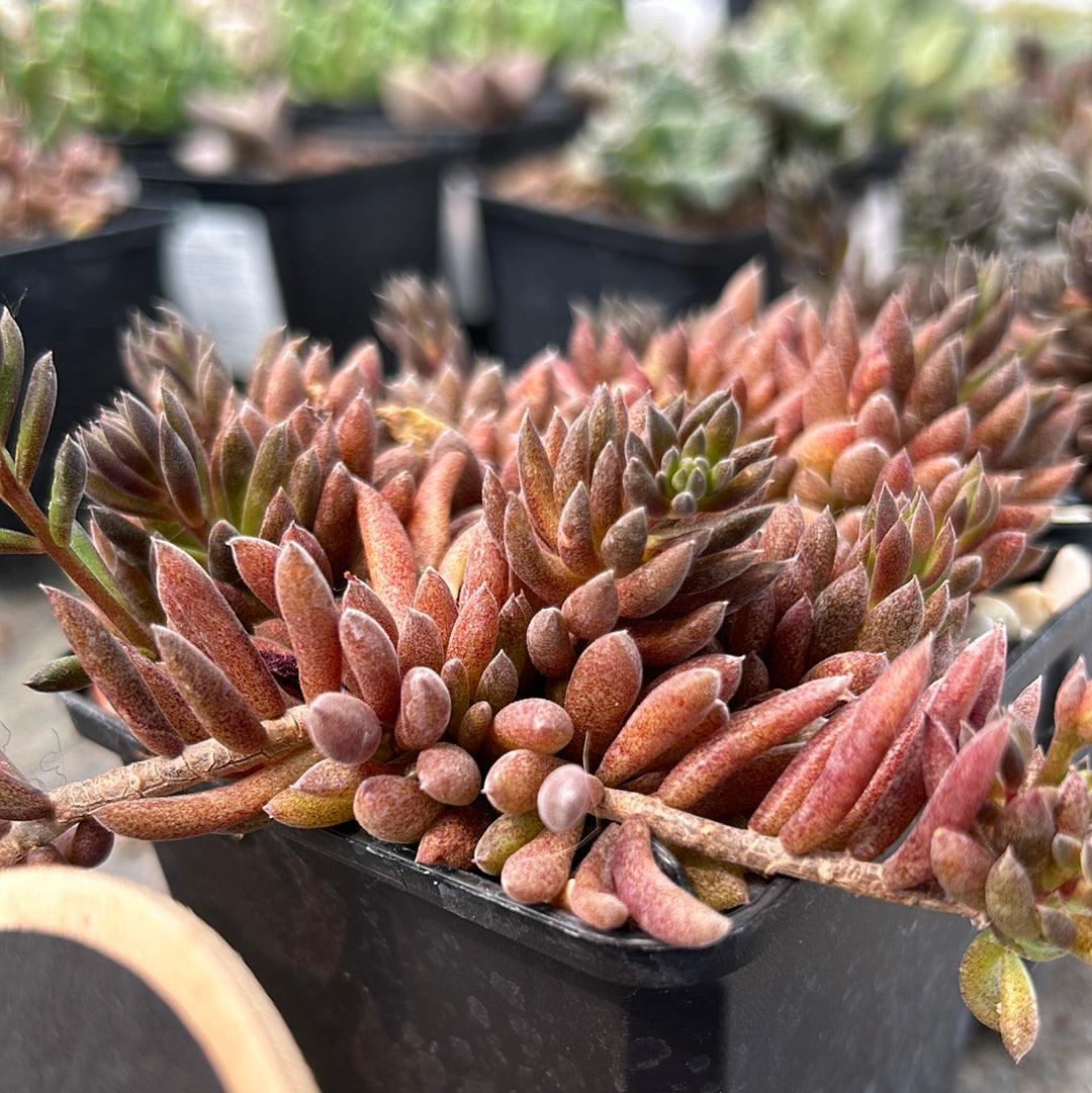 Sinocrassula yunnanensis