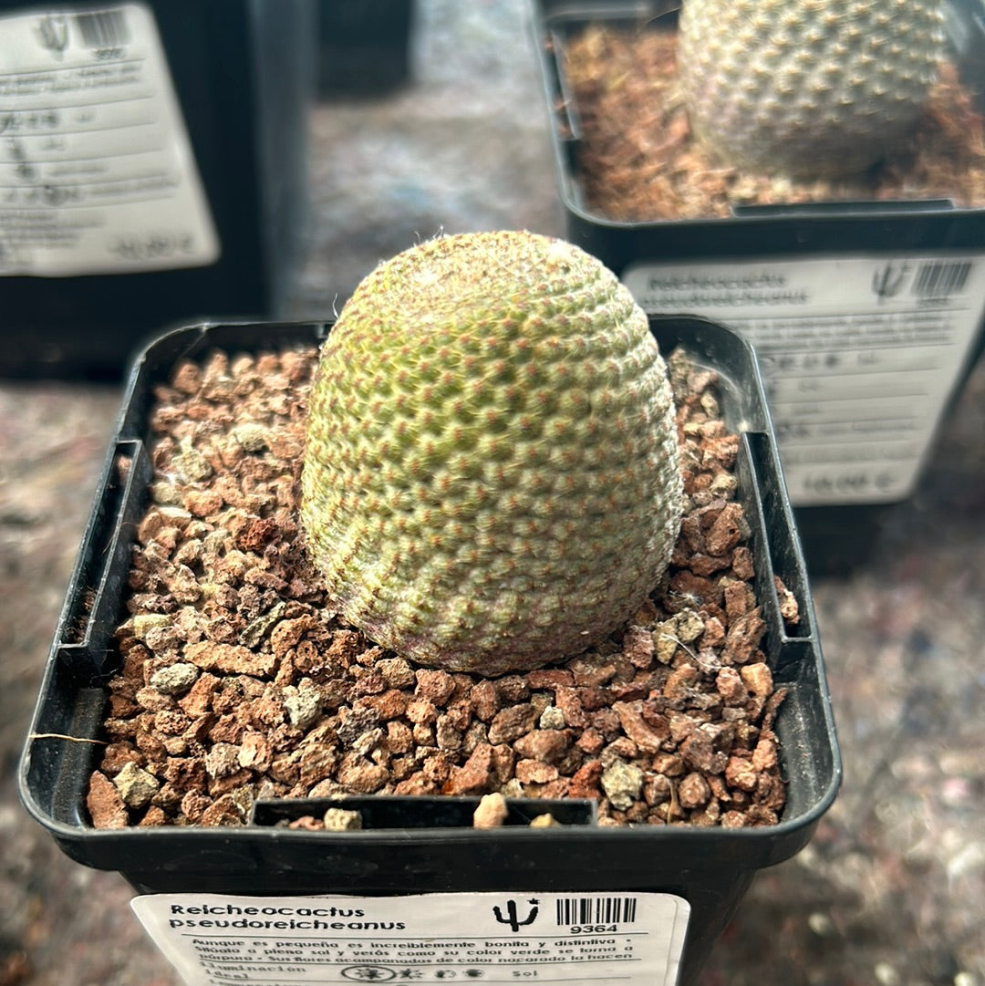 Reicheocactus pseudoreicheanus