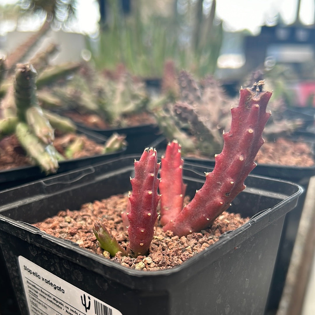 Stapelia variegata