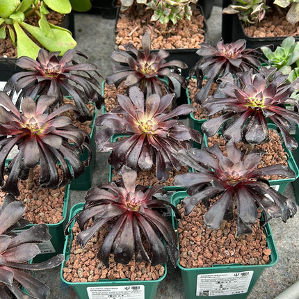 Aeonium arboreum 'Atropurpureum'