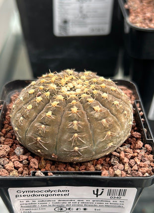 Gymnocalycium pseudoragonesei